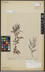 Foto von Salix alba L.